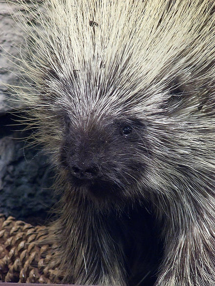 romantic porcupine.jpg